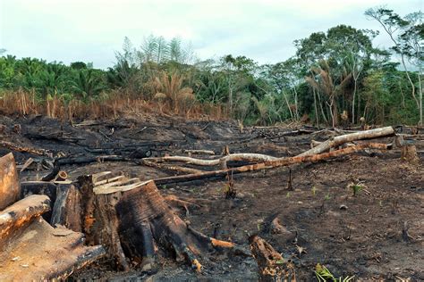 result   deforestation   rainforest  burnt  fi amazon conservation association