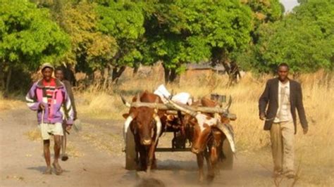 zambian farmers learn to write their shanjo language bbc news