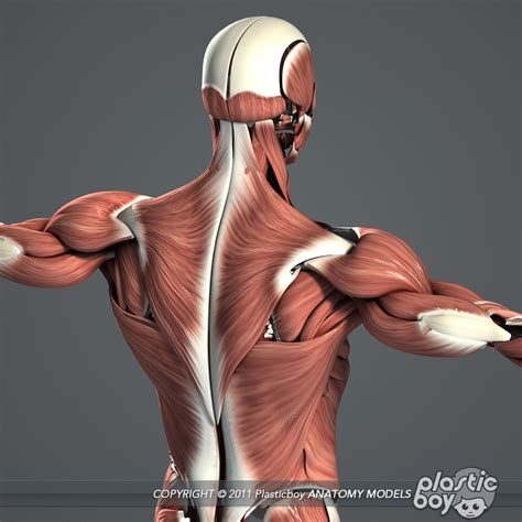 3d Model Male And Female Anatomy Complete Pack Realistic