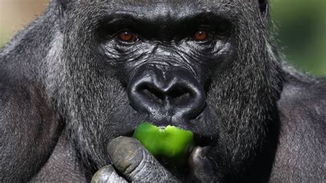 It Is Unfair To Gorillas To Compare Them To Alpha Men Financial Times