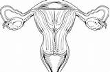 Reproductive Vagina Female System Diagram Clip Organs Internal Woman Birth Gives Infertile Shutterstock Anatomy Parts Allows Regrow Eggs Method After sketch template