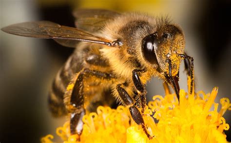 het belang van wilde bijen voor ons bestaan ikkiesnatuurlijknl