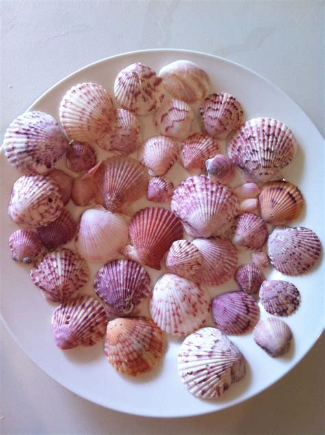 pink shells  sanibel island        pretty