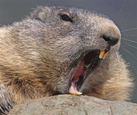 beaver kills man in belarus national newswatch