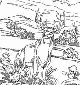 Coloring Deer Pages Hunting Buck Realistic Adults Bucks Drawing Whitetail Printable Print Adult Book Color Fighting Majestic Getdrawings Behold Legendary sketch template