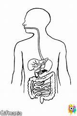 Digestivo Aparato Gastrointestinal Humano Aparatos Tract Pintar Completar Maquetas Maqueta Digestive Sist Abrir sketch template