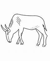 Gnu Coloring Pages Wildebeest Cartoon Animals Color Template sketch template