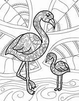 Coloring Baby Animals Macmillan Flamingo Pages Zendoodle Color Mandala Cuddly Bliss Creatures Cute Visit sketch template