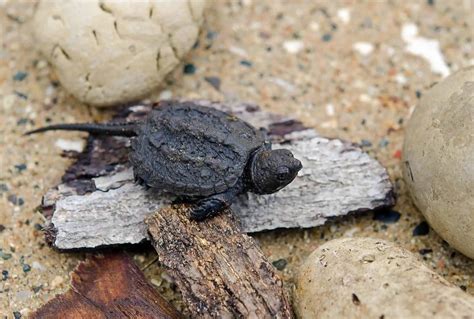 baby snapping turtle care guide species profile fishkeeping world