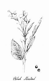 Moutarde Handzeichen Schwarzen Tirée Plante Blanc Drawn Usine Vektorzeichnung Illustrati Blume Botanisches Mostaza Dibujado sketch template