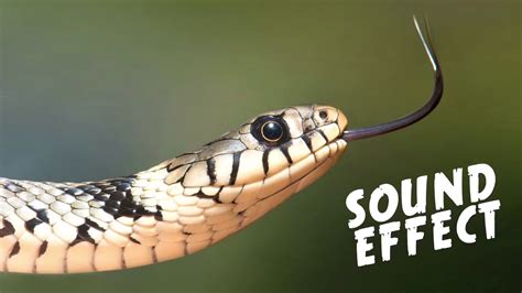 snake hissing sound effect youtube