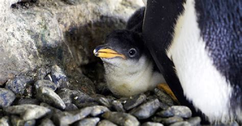 Same Sex Penguin Couple Welcome Adopted Chick • Gcn