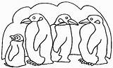 Pingouin Coloriage Imprimer Dessin Colorier Le Jasper Buzz2000 sketch template