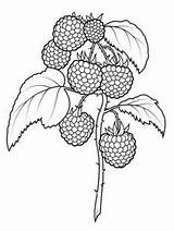 Raspberry Kolorowanki Lamponi Raspberries Supercoloring Maliny Berries Kolorowanka Ausmalen Bilberry Druku Zeichnen Frutta Blackberry sketch template