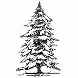Spruce Drawing Clipart Tree Clip Norway Red Library Cliparts Clipground Getdrawings sketch template