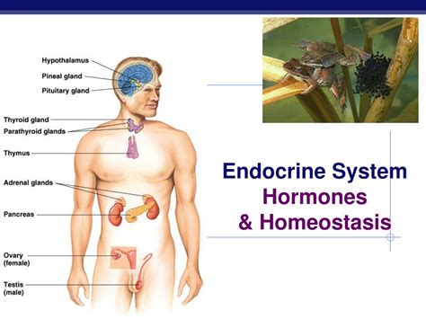 ppt endocrine system hormones and homeostasis powerpoint presentation