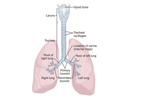 trachea structure  function organization   respiratory system