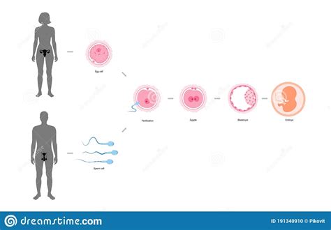 Male And Female Reproduction System Vector Illustration Cartoondealer