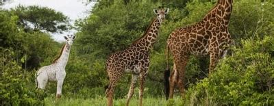 girafe blanche tout sur la girafe