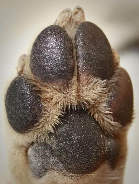dogs paws  amazing facts anatomy shape size structure claws dewclaws pads toes