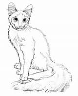 Katze Ausmalbild Umriss Malvorlage Supercoloring Ausmalbilder Kaufen Rokcats sketch template