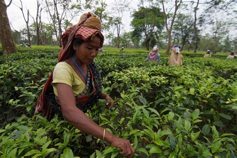 alert  tea gardens  terai worker tests positive  statesman