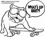 Coloring Pages Color Bulldog English Bulldogs Dog Google Printable sketch template