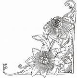 Passiflora sketch template