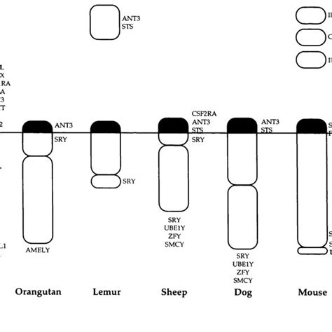 Autosomal Location Of The Human Par2 Gene Sybl1 In Marsupials The