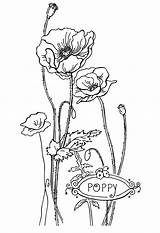 Coloring Color Flower Printable Pages Kids Poppy sketch template