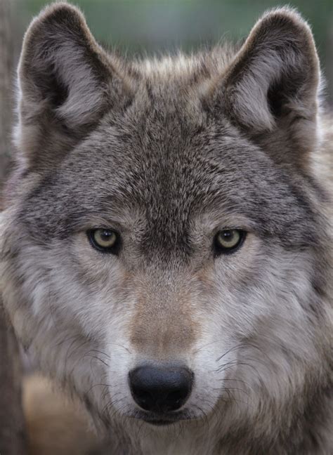 gray wolf wildlife science center