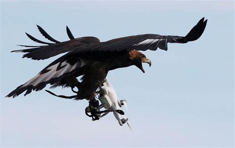 twitter drone pics bald eagle