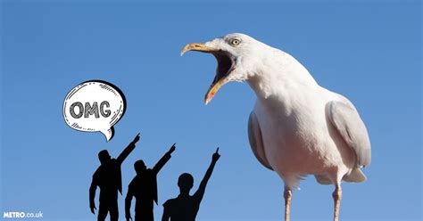 seagull wars grip britain as vigilantes with guns battle gulls as big