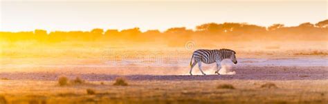 zebra sunset africa zebra at sunset in botswana africa