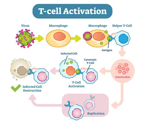 scientists call  daction today  immune cells rely  vitamin