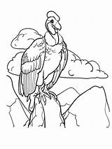 Coloring Vulture Pages Condor Vultures Printable Birds Turkey Print Clipartmag Getcolorings Drawing Clipart sketch template