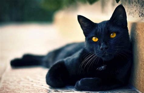 rueyada siyah kedinin saldirdigini goermek ruyandagorcom