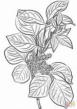 Ivy Coloring Poison Pages Plant Drawing Flowers Rhus Toxicodendron Printable Leaves Kids Leaf Getdrawings sketch template