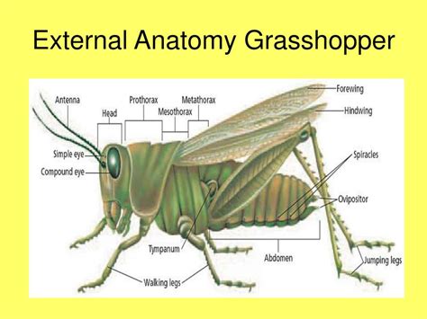 chapter  arthropods chapter  insects powerpoint  id