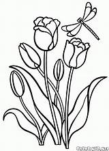 Tulipas Tulipanes Tulipany Tulipes Tulpen Tulips Malvorlagen Kolorowanki Tulipani Fleurs Colorkid Kwiaty Kolorowanka Desenhos Coloriages Ritagliare Stampare Colorier sketch template