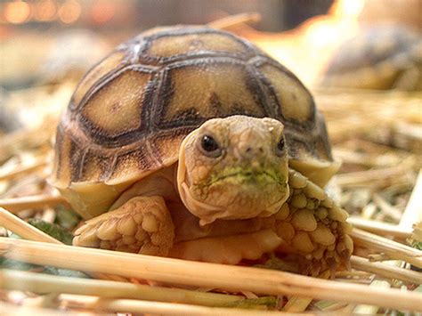information  animal tips keeping turtles