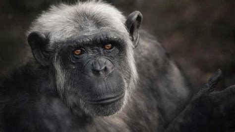 could humans evolve again from apes if we went extinct bbc science