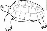 Coloring Turtle Sea Pages Popular Printable sketch template