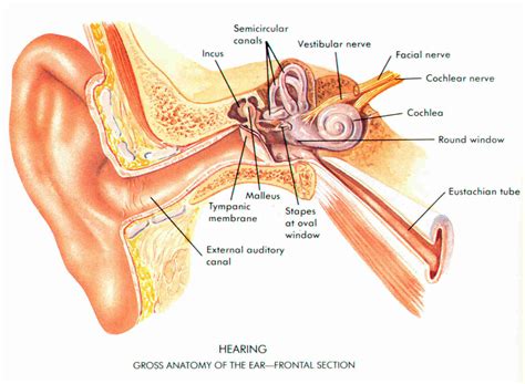 medical transcription  ear canal