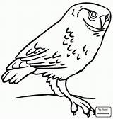 Owl Burrowing Drawing Getdrawings Coloring sketch template
