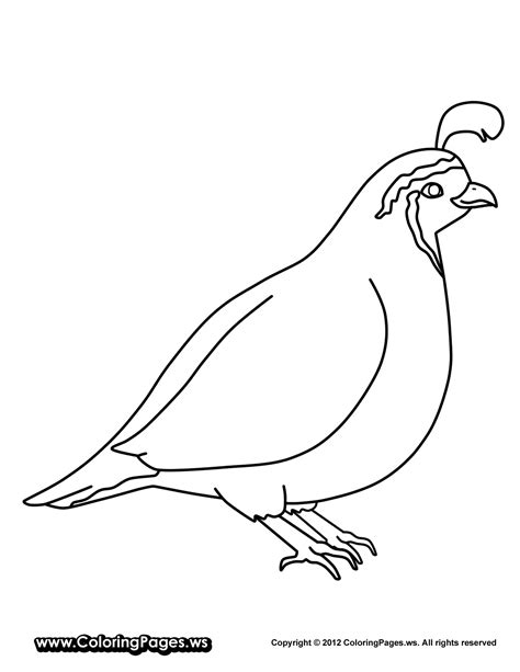 animals quail printable coloring pages  kids preschool crafts