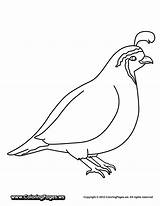 Quail Coloring Pages Printable Preschool Color Kids Clipart Colouring Kindergarten Animals Gif Books Worksheets Bird Clip Preschoolcrafts Enjoyable Animal Kitty sketch template