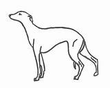 Whippet Coloring Pages Thewhippet sketch template
