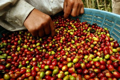 La Producción De Café Destaca Hoy En Guatemala Al Nivel De C A