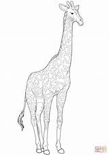Giraffe Coloring Spots Without Pages Template Printable Cartoon Baby Color sketch template